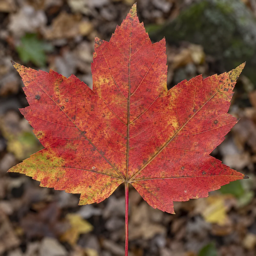 A lobed maple-like leaf in orange autumn color, with its veins and toothed margins visible