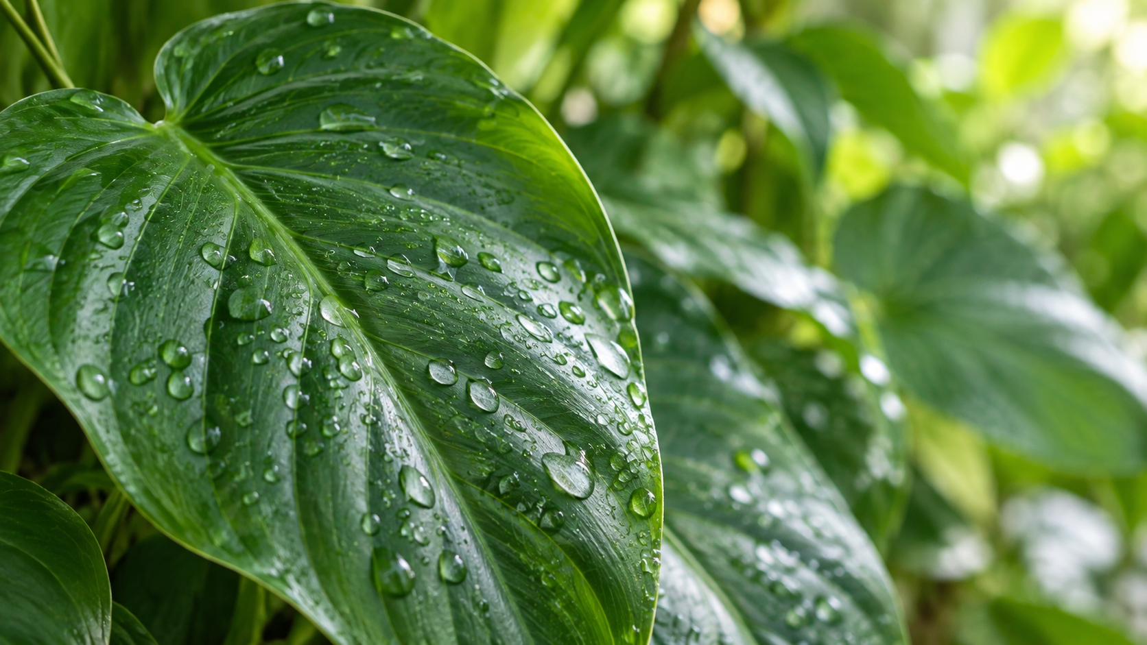 Dew-covered green foliage for plant observation