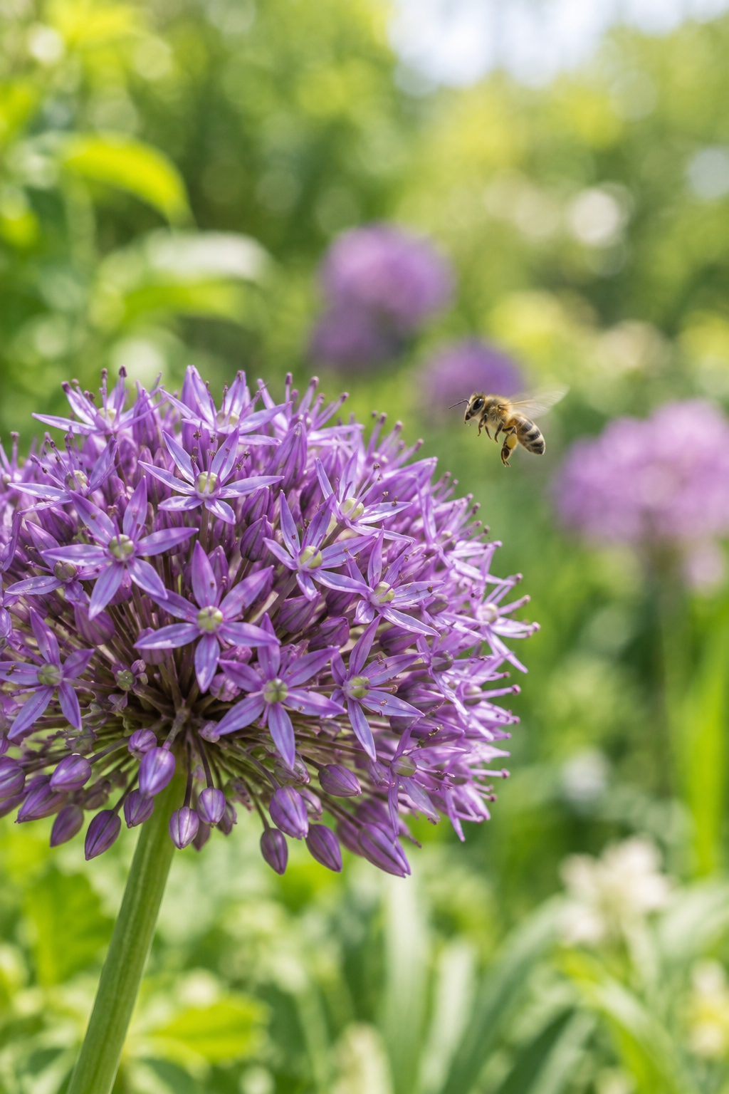 Allium flower structure and pollinator