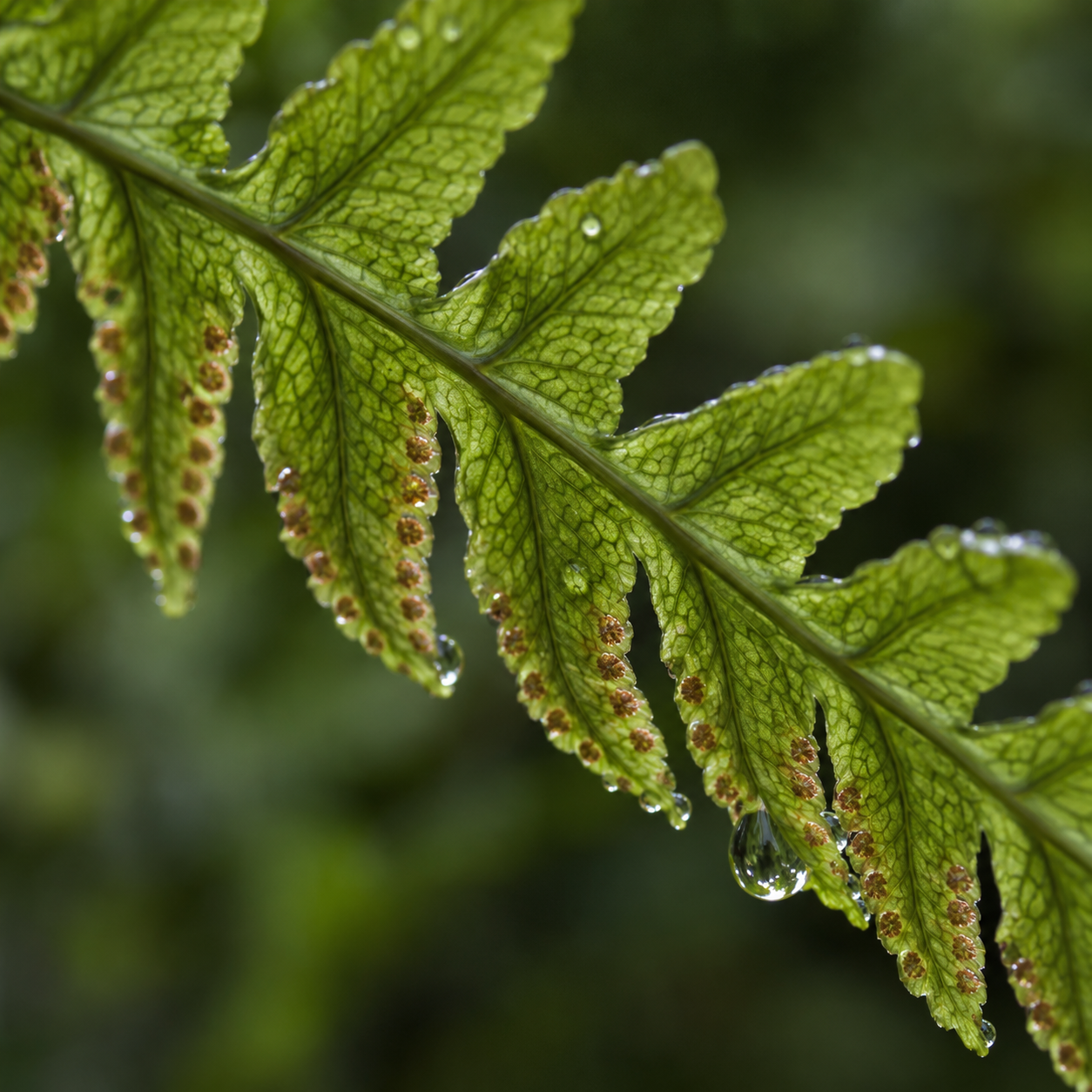 Fern details for closer comparison