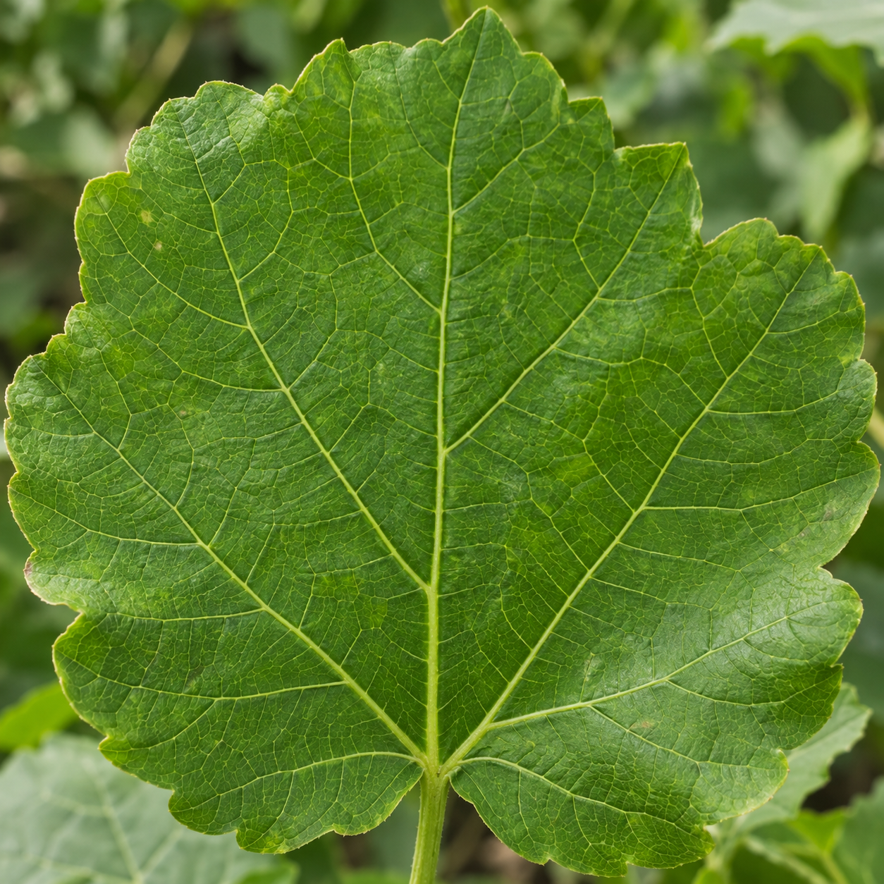 Leaf veins and edge detail
